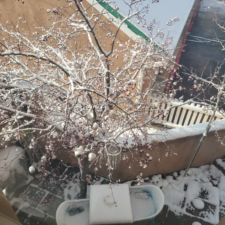 Snow