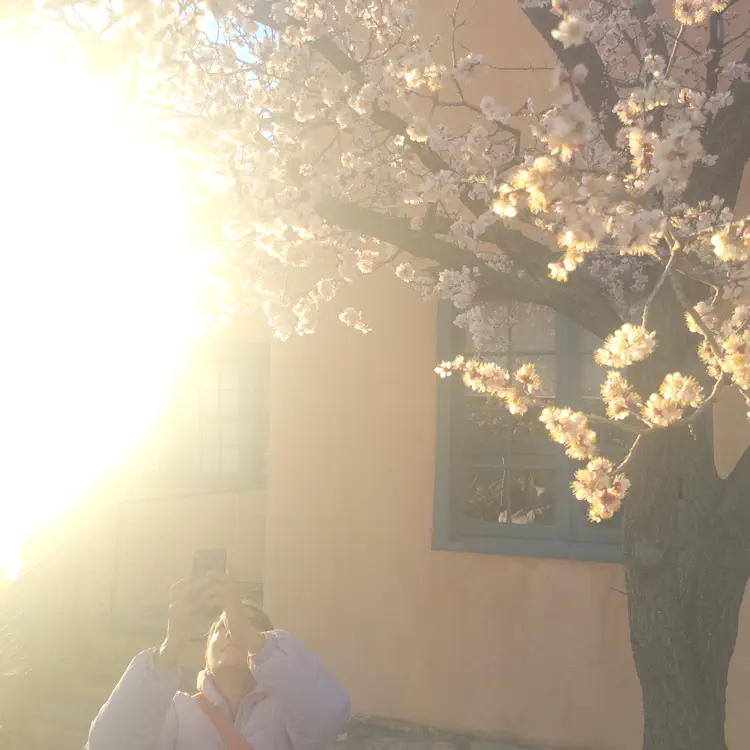 Blossoms