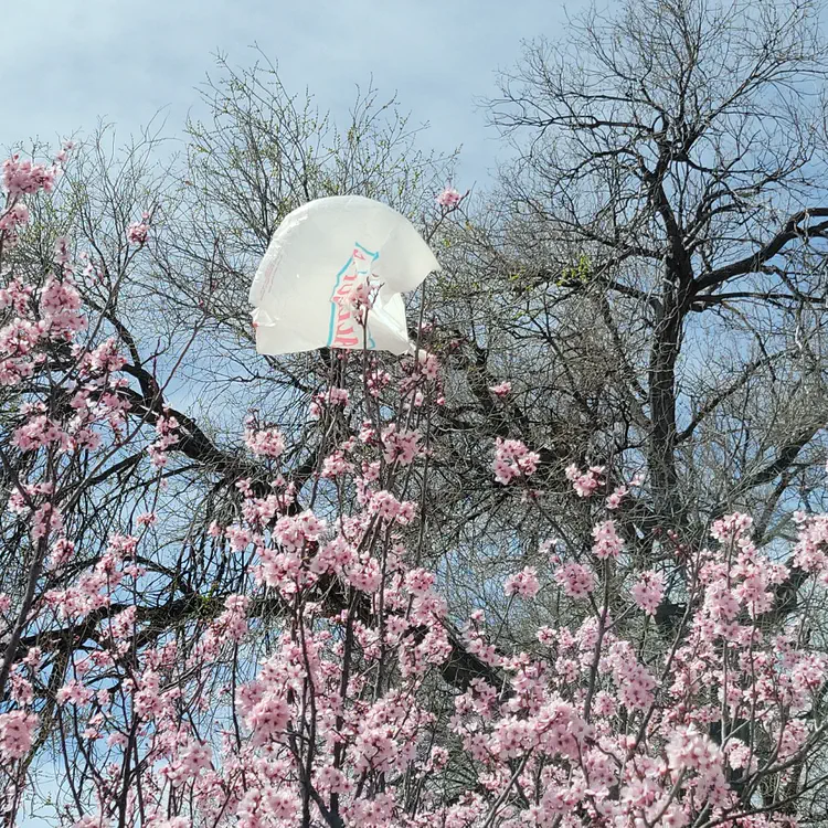 Blossoms