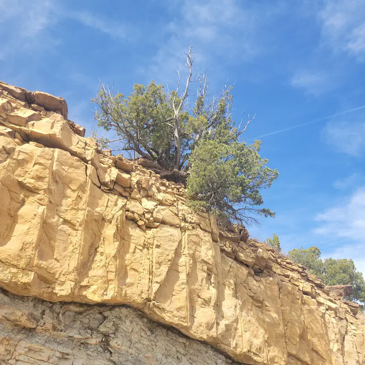 Pine