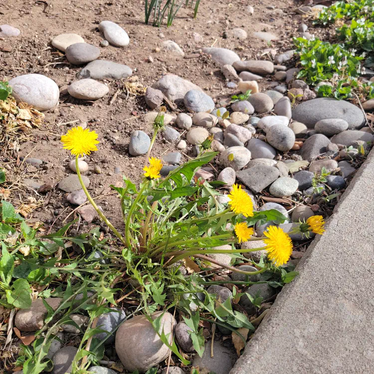 April 1st, dandelions are out!