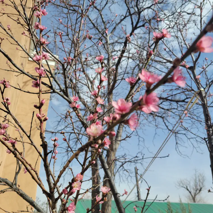 Blossoms.