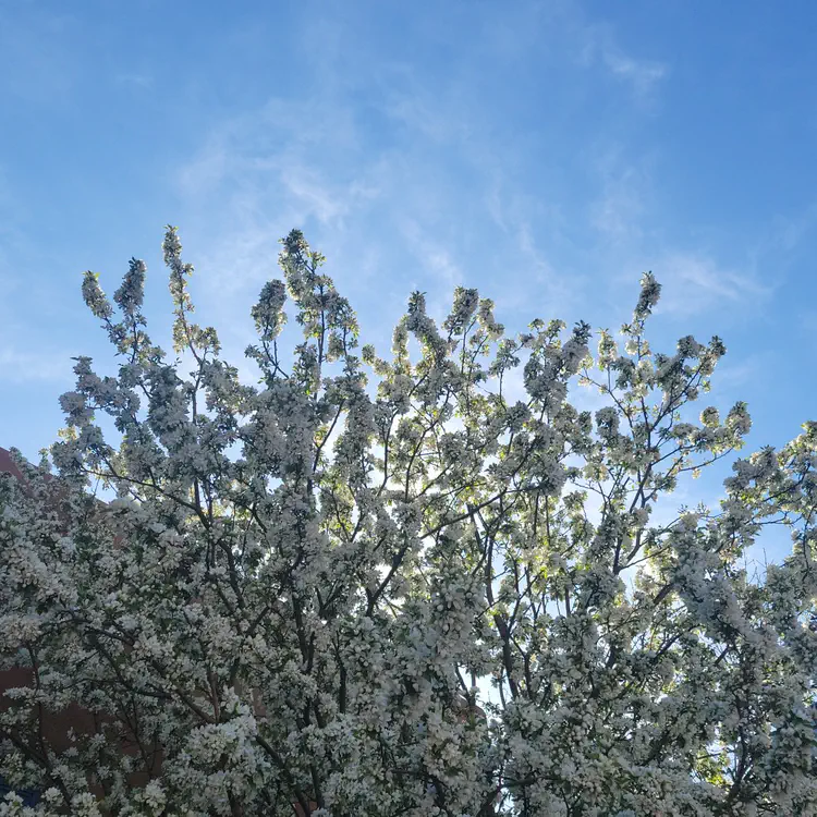 Blossoms.