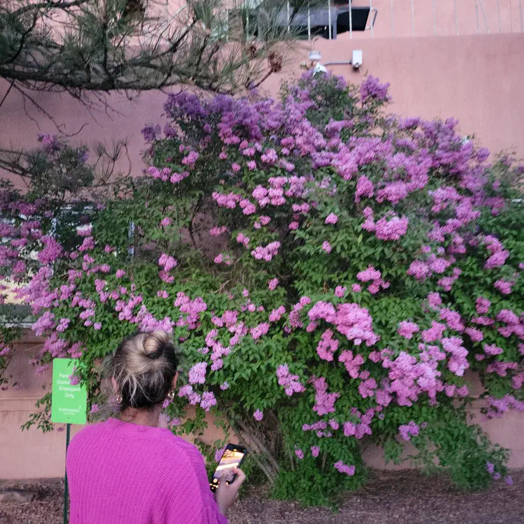 Purple flowers.