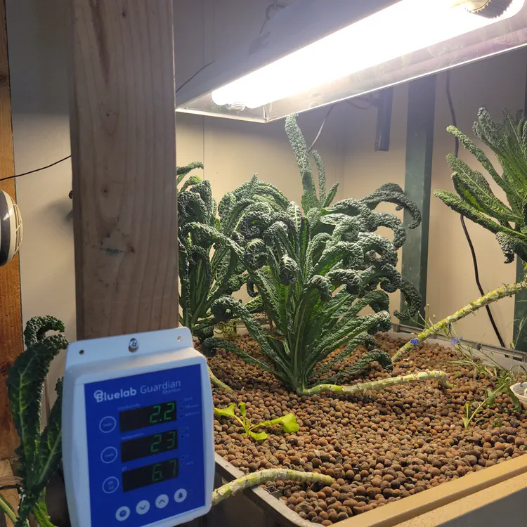 Greenhouse kale.