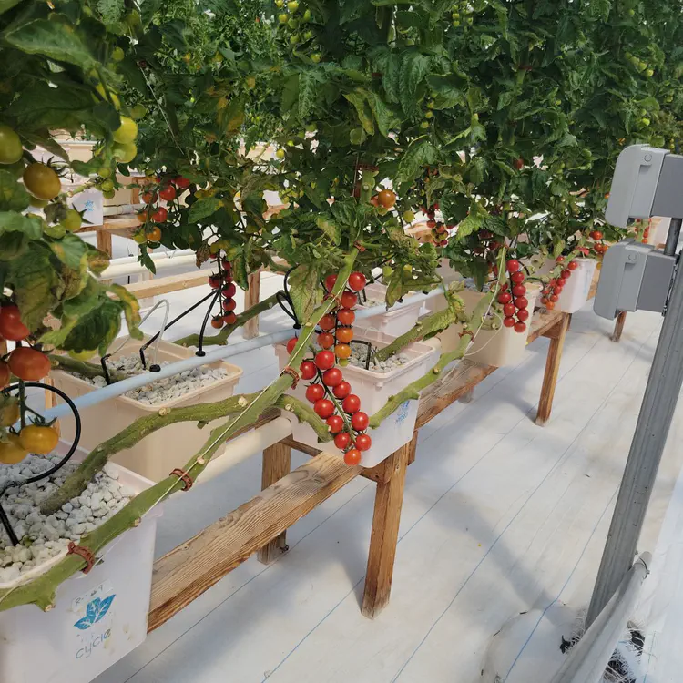 Greenhouse tomatoes.
