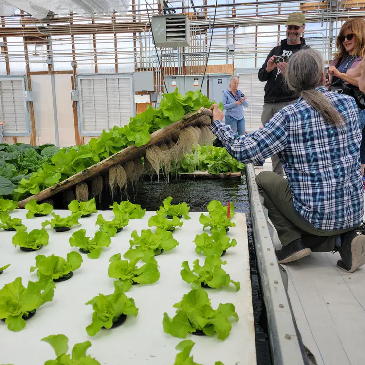 Aquaponics roots.