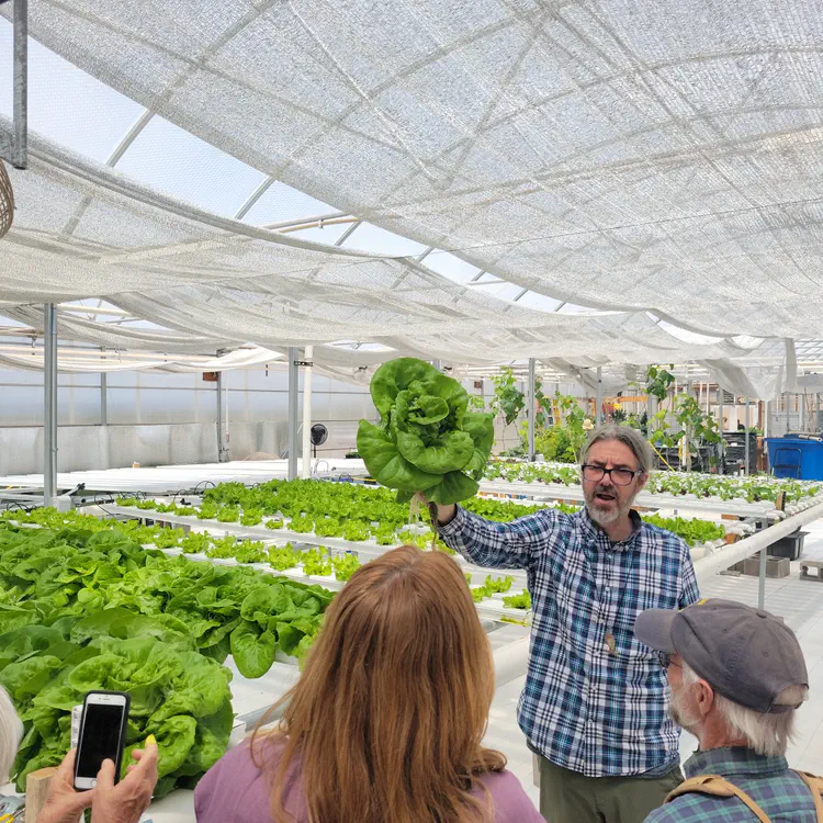 Aquaponic lettuce.