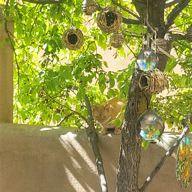 Cat.