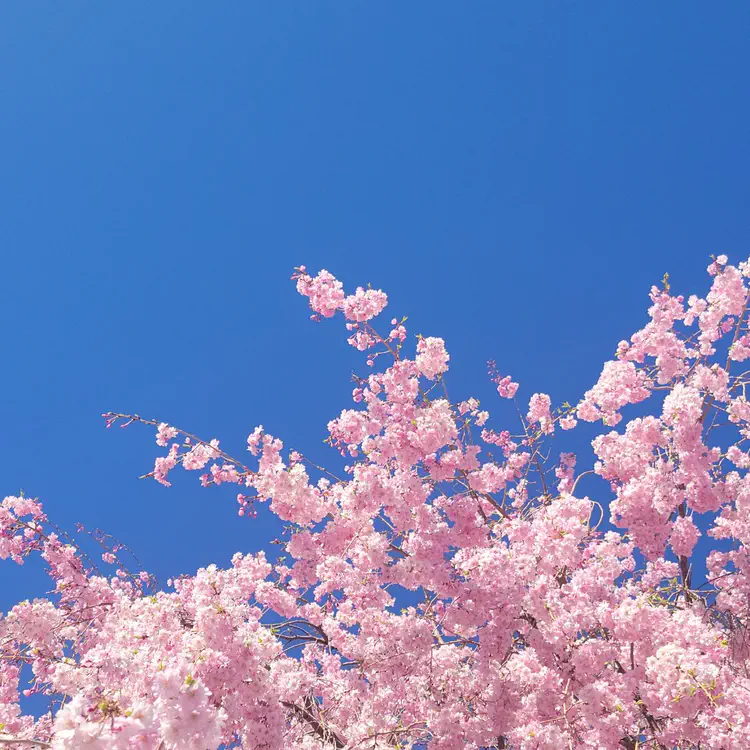 Cherry blossoms.