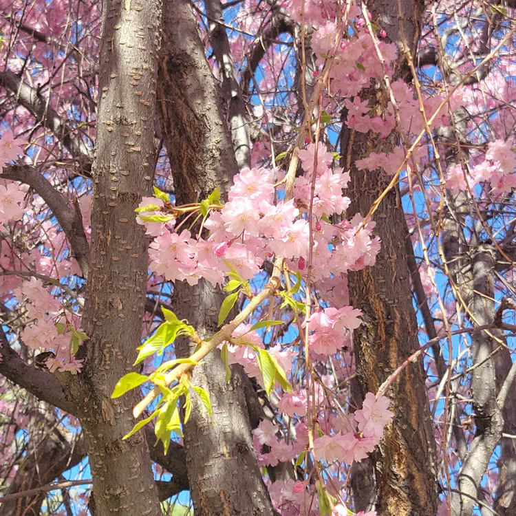 Cherry blossoms.