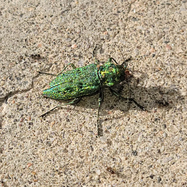 Green beetle.