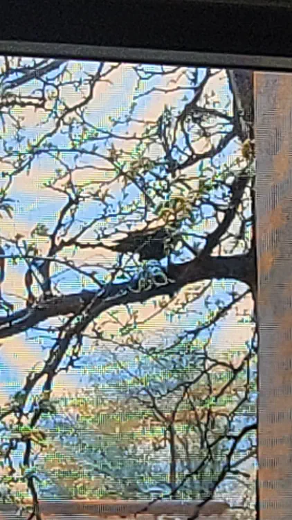 Bird and moiré effect.