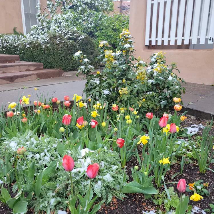 Tulips.