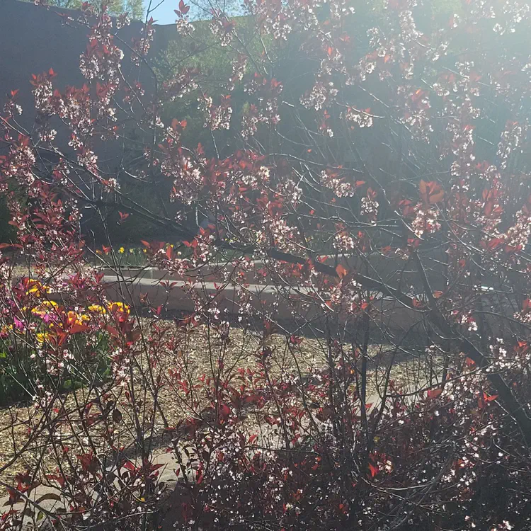 Garden.