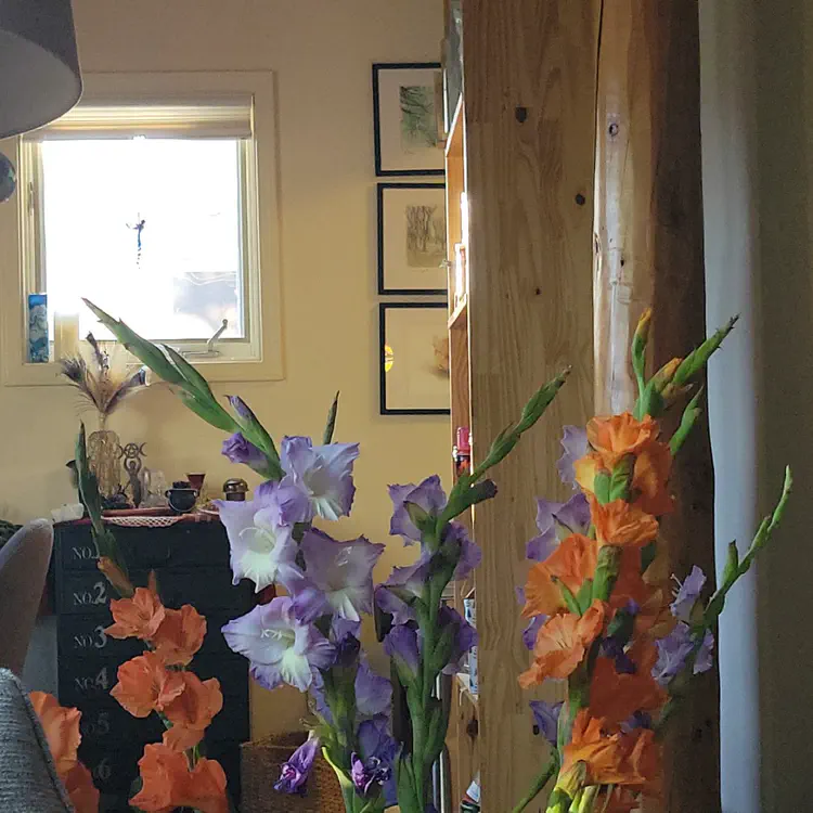 Gladioli.