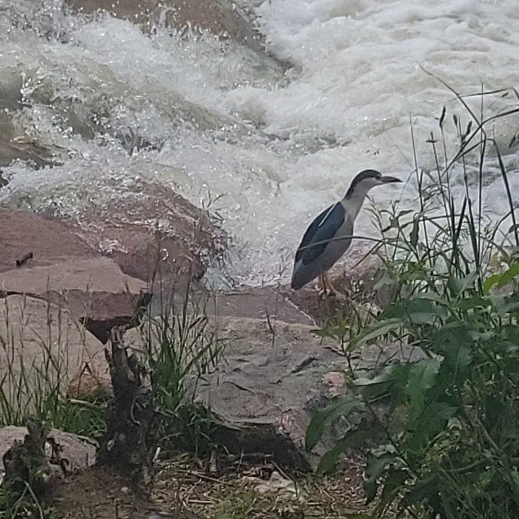 Wildlife.