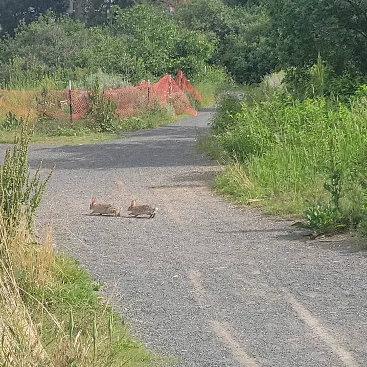 Wildlife.