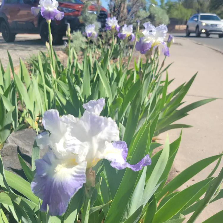 Irises.