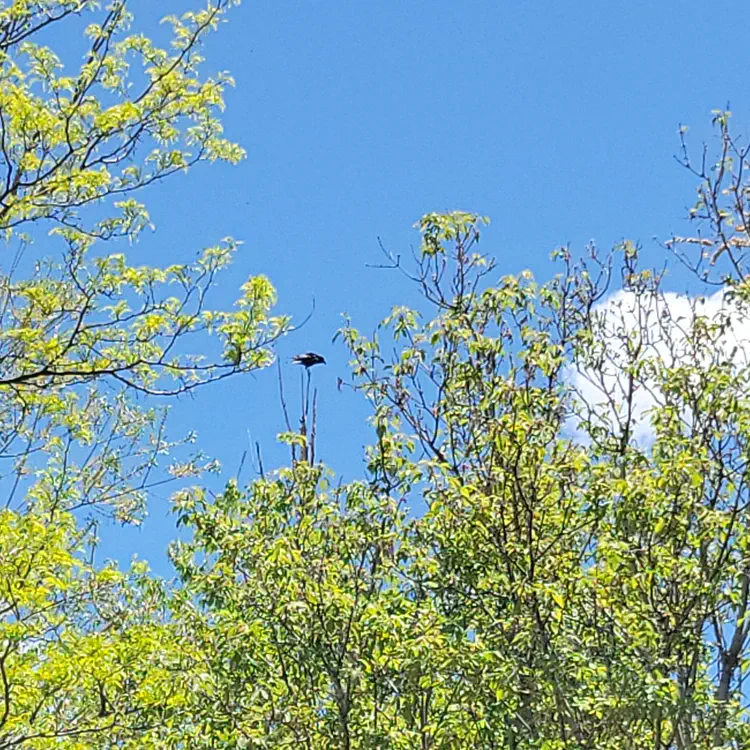Crow.