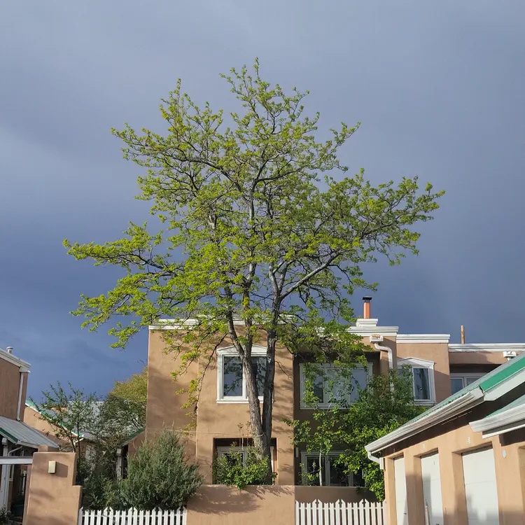 Tree.