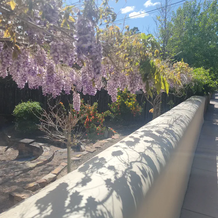 Wisteria.