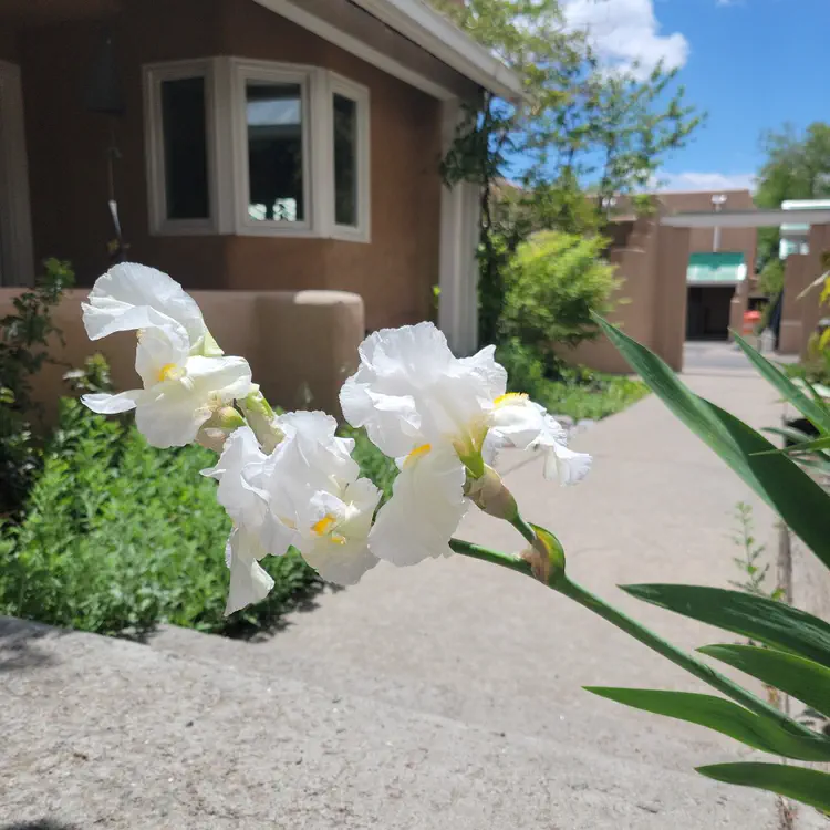 Irises.