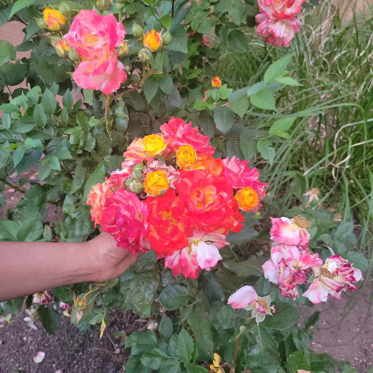 Roses.