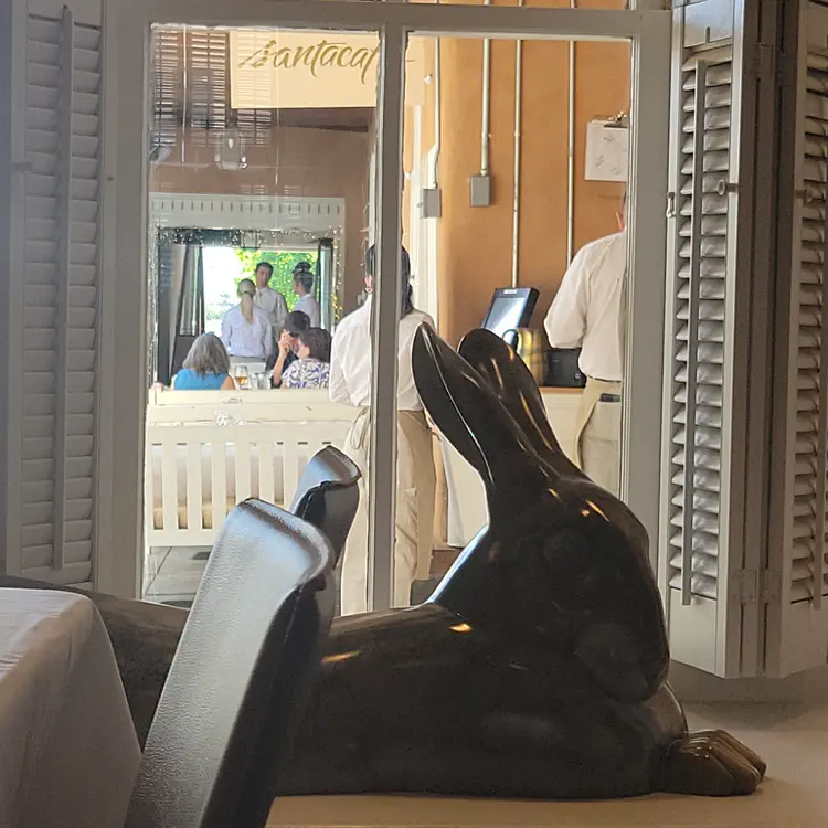 Santacafé rabbit.