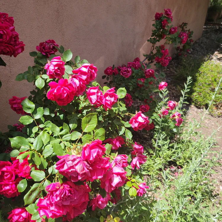Roses.
