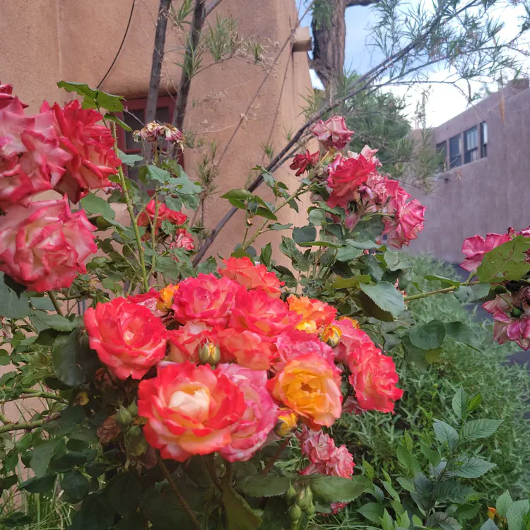 Roses.