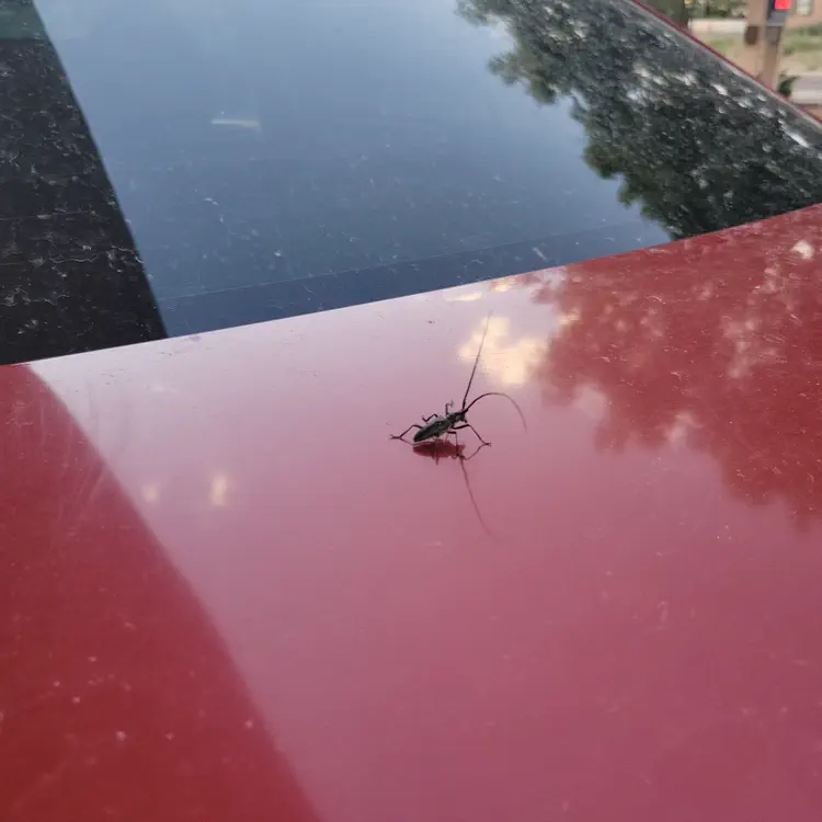 Bug.