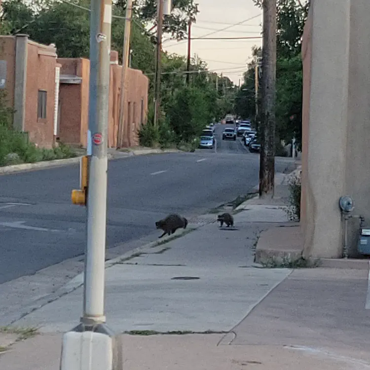 Racoons.