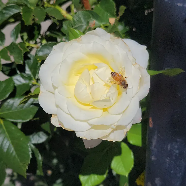 Bee.