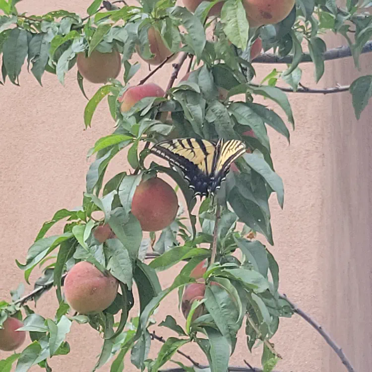 Butterfly on peach tree.