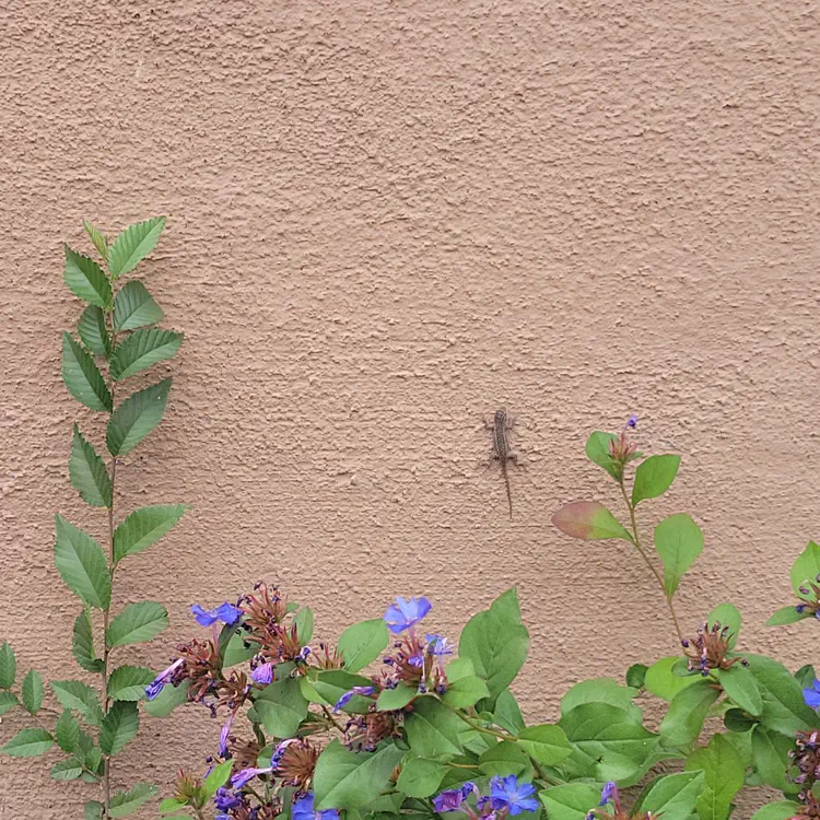 Lizard on wall.