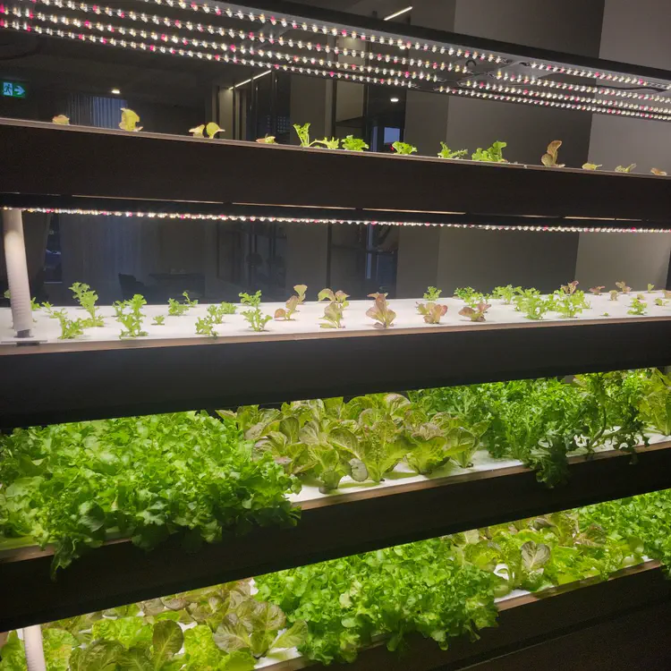 Hydroponic lettuce.