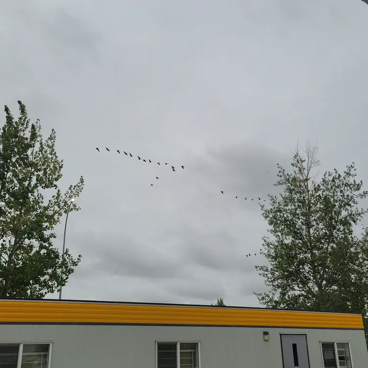 Geese keep inspiring me along the route North.