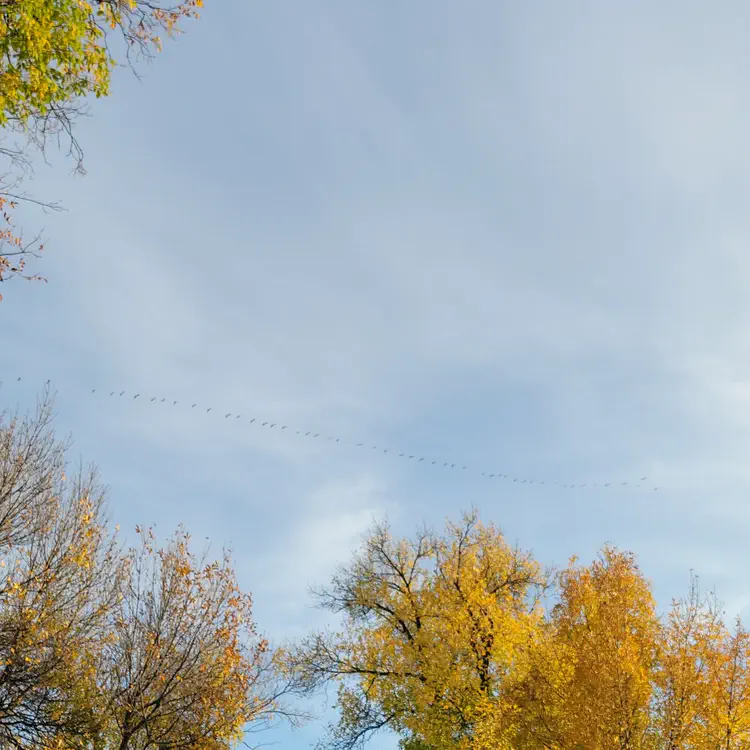 Oh look! Geese migrating to Canada! Just like I'm about to do!