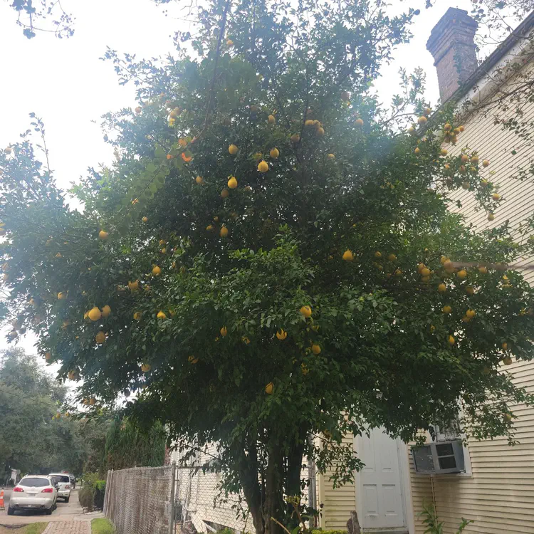 Lemon tree.