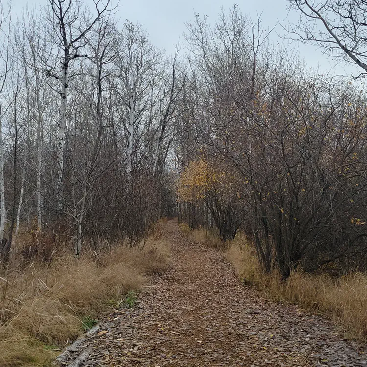 Assiniboine Forest.