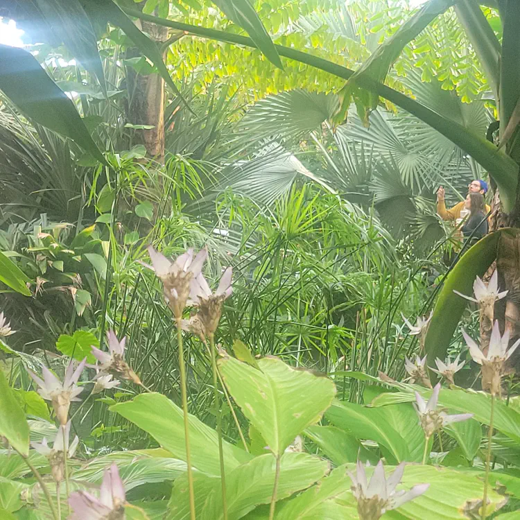 The Leaf tropical garden.