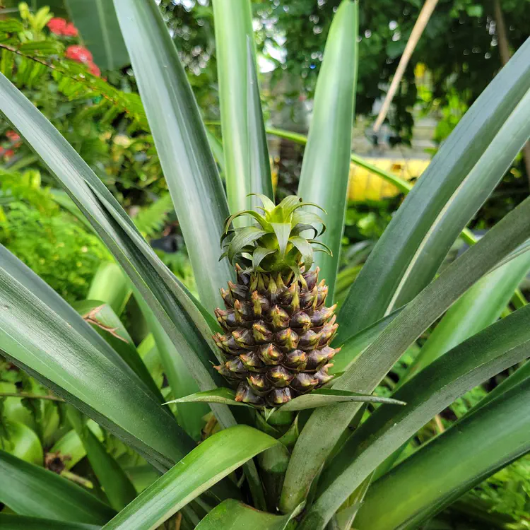 Pineapple.