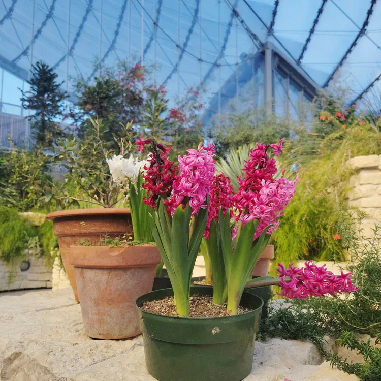 The Leaf hyacinths.
