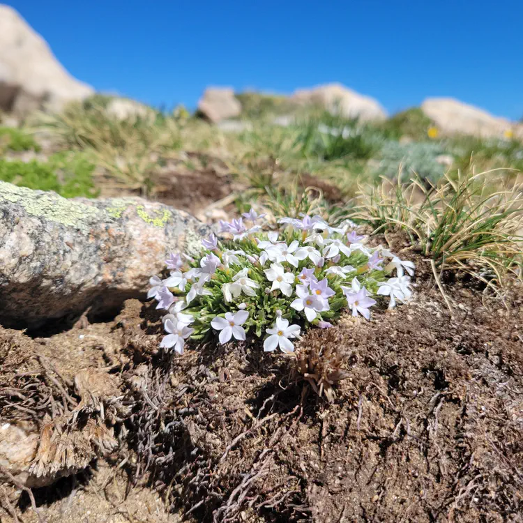 White flowers.