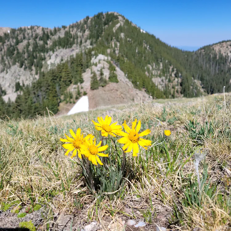 Yellow flowers.