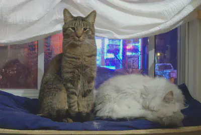 Deux chats heureux, Elvis et Néo
